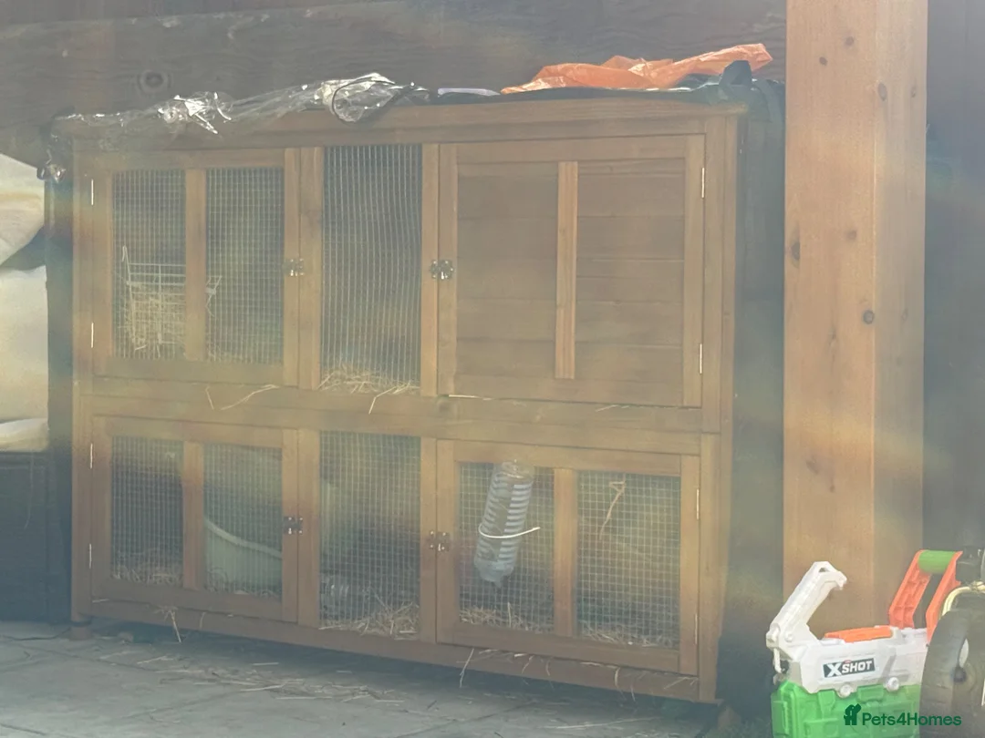 English Lop rabbits for sale: 2 male rabbits for sale, 3 months old plus hutch in London - Advert 3