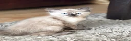 Mixed Breed cats for sale: Stunning Ragdoll x female kitten  - Advert 7