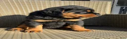Rottweiler dogs for sale: Kc, dna, hips, elbows, eye tested parents  - Advert 5