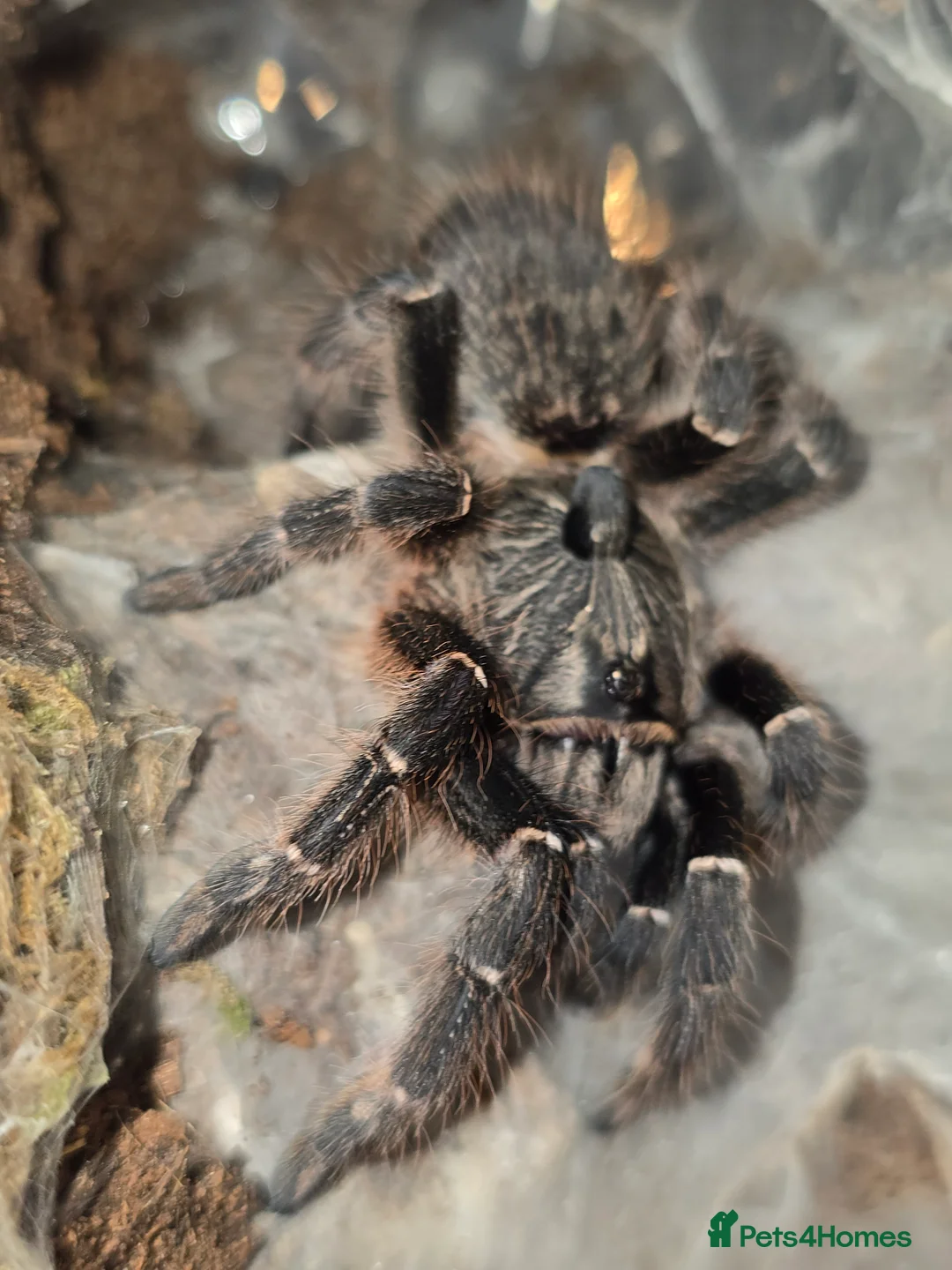 Tarantulas invertebrates for sale: Tarantulas - Advert 5