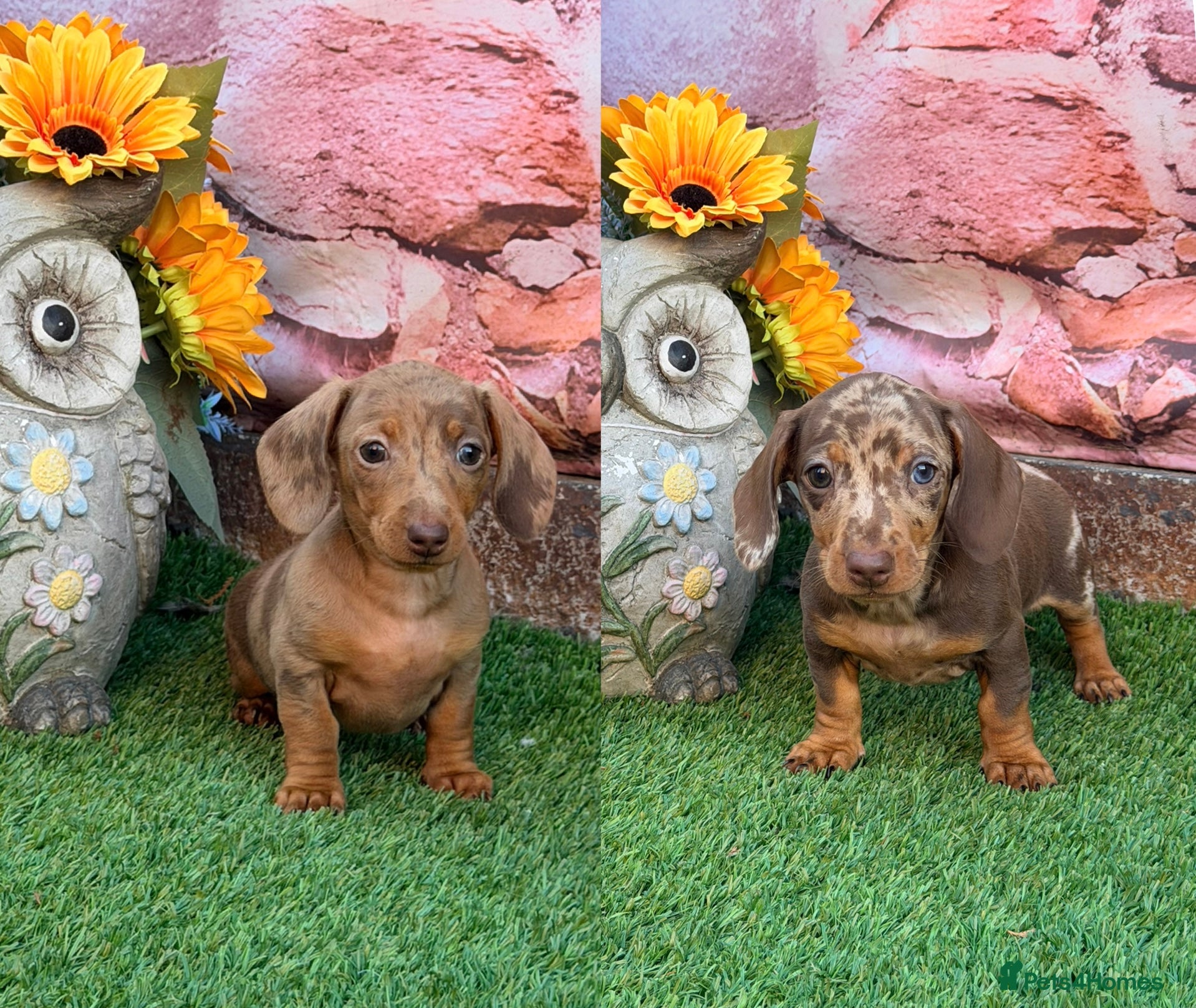 Miniature Dachshund dogs Top Tier Miniature Dachshunds READY NOW! - Advert 16