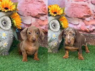Miniature Dachshund dogs Top Tier Miniature Dachshunds READY NOW! - Advert 16