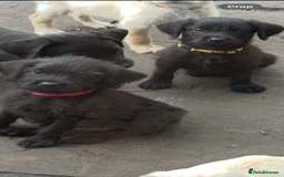 Mixed Breed dogs for sale: 3/4 Labrador 1/4 German wire hair pointer  - Image 17