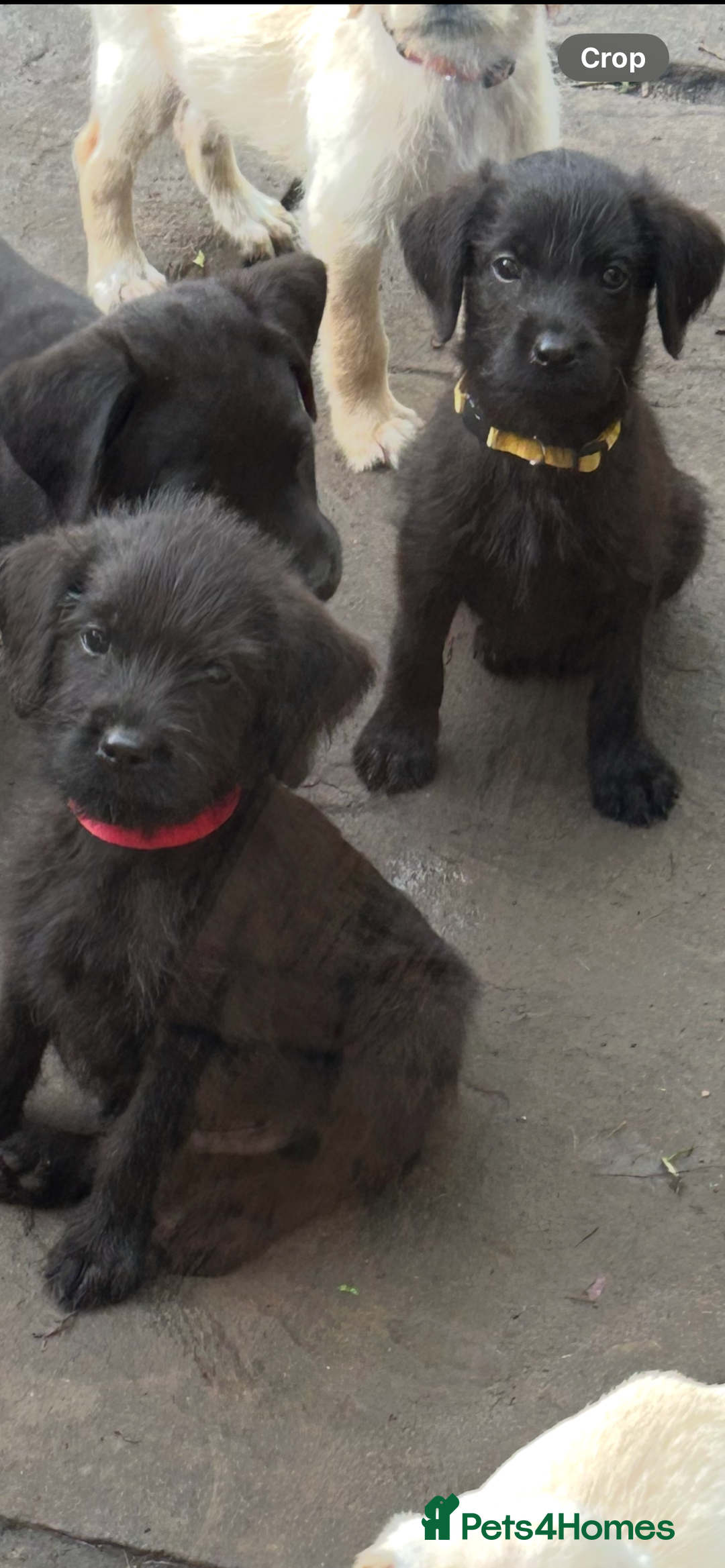 Mixed Breed dogs for sale: 3/4 Labrador 1/4 German wire hair pointer  - Image 17