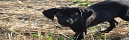 Mixed Breed dogs for sale: German short haired pointers x lurcher  - Advert 3