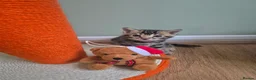 Bengal cats for sale: TICA Registered Bengal Kittens – Ready to Reserve - Advert 39