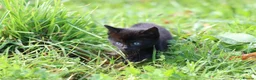 Mixed Breed cats for sale: Short haird farm kittens - Advert 5