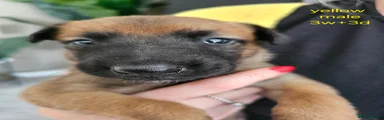 Belgian Shepherd Dog Puppy 1