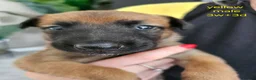 Belgian Shepherd Dog dogs for sale: Belgian Malinois Puppies in Sunderland - Advert 3