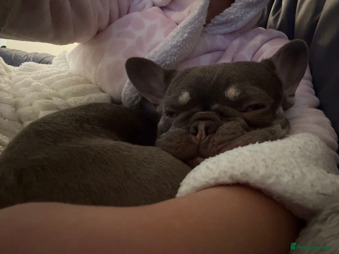 French Bulldog dogs for sale: 1 year old French bulldog - Image 9