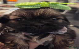 Shih Tzu dogs for sale: Shitz shu puppies  - Image 5