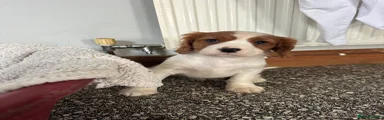 Cavalier King Charles Spaniel 2