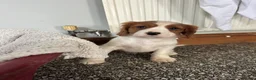 Cavalier King Charles Spaniel dogs for sale: Beautiful Cavalier King Charles Spaniel puppies - Advert 13