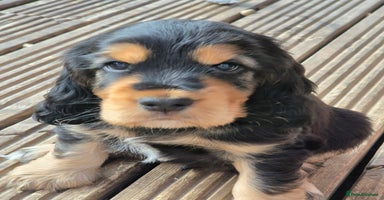 Cocker Spaniel dogs - Advert 5