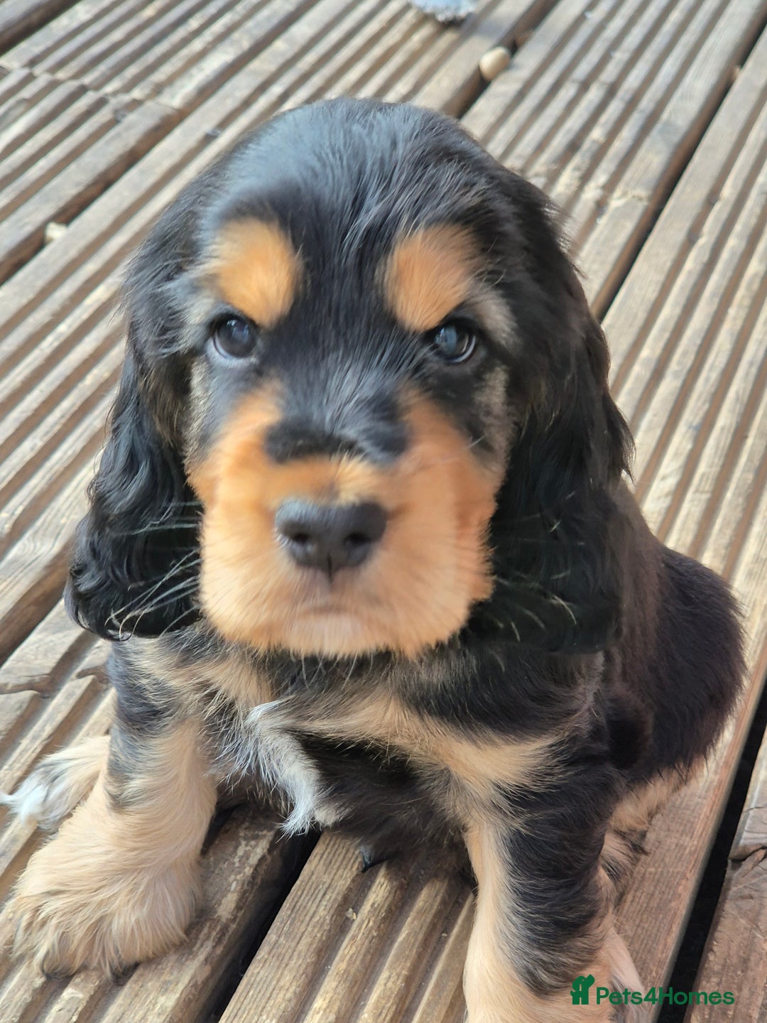 Cocker Spaniel dogs for sale: 1 Black and Tan boy KC Show Cocker Spaniel - Image 2