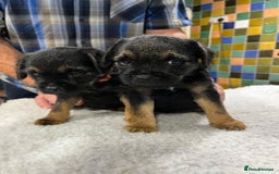Border Terrier dogs for sale: Beautiful border terrier pups for sale In Kent - Image 15