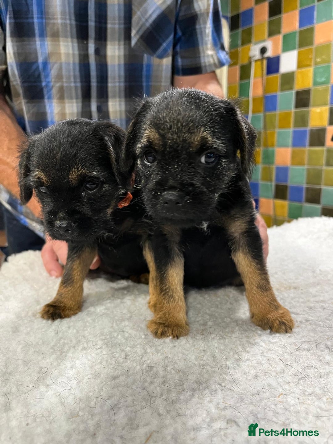 Border Terrier dogs for sale: Beautiful border terrier pups for sale In Kent - Image 15