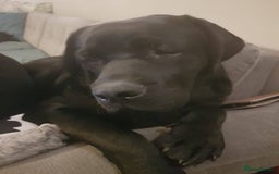 Labrador Retriever dogs for stud: Proven Fully DNA Tested for Stud in Harlow - Image 15