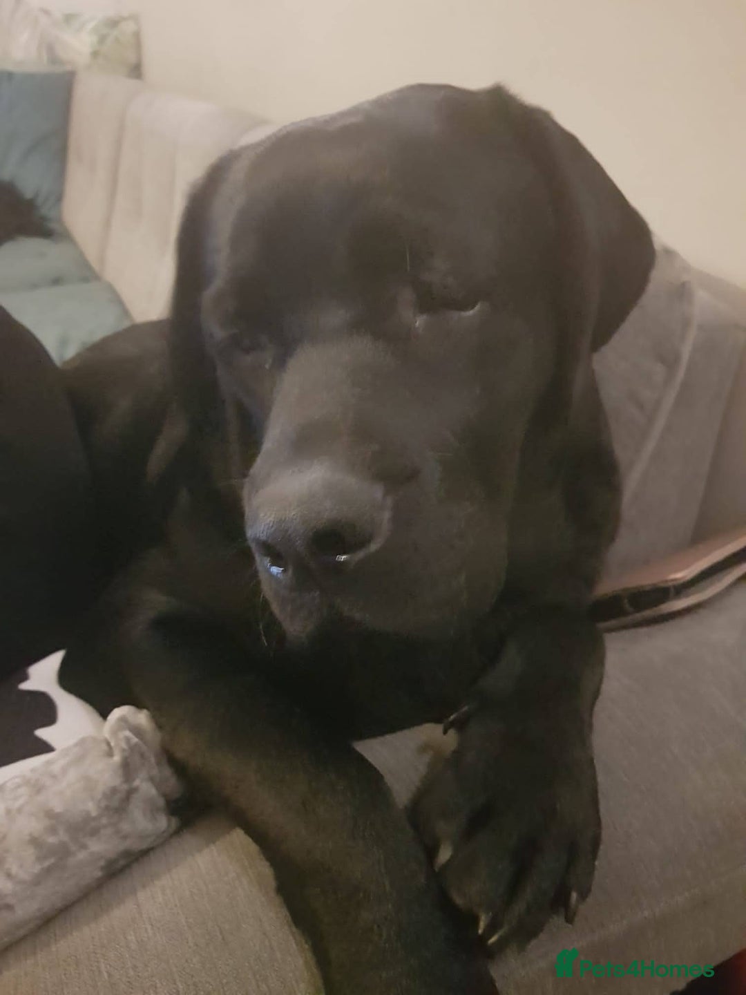 Labrador Retriever dogs for stud: Proven Fully DNA Tested for Stud in Harlow - Image 15