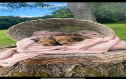 Miniature Dachshund dogs for sale: beautiful cream long hair miniature puppies in Abergavenny - Image 1