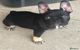 French Bulldog dogs for sale: Beautiful tiny girl Frenchie  - Image 6