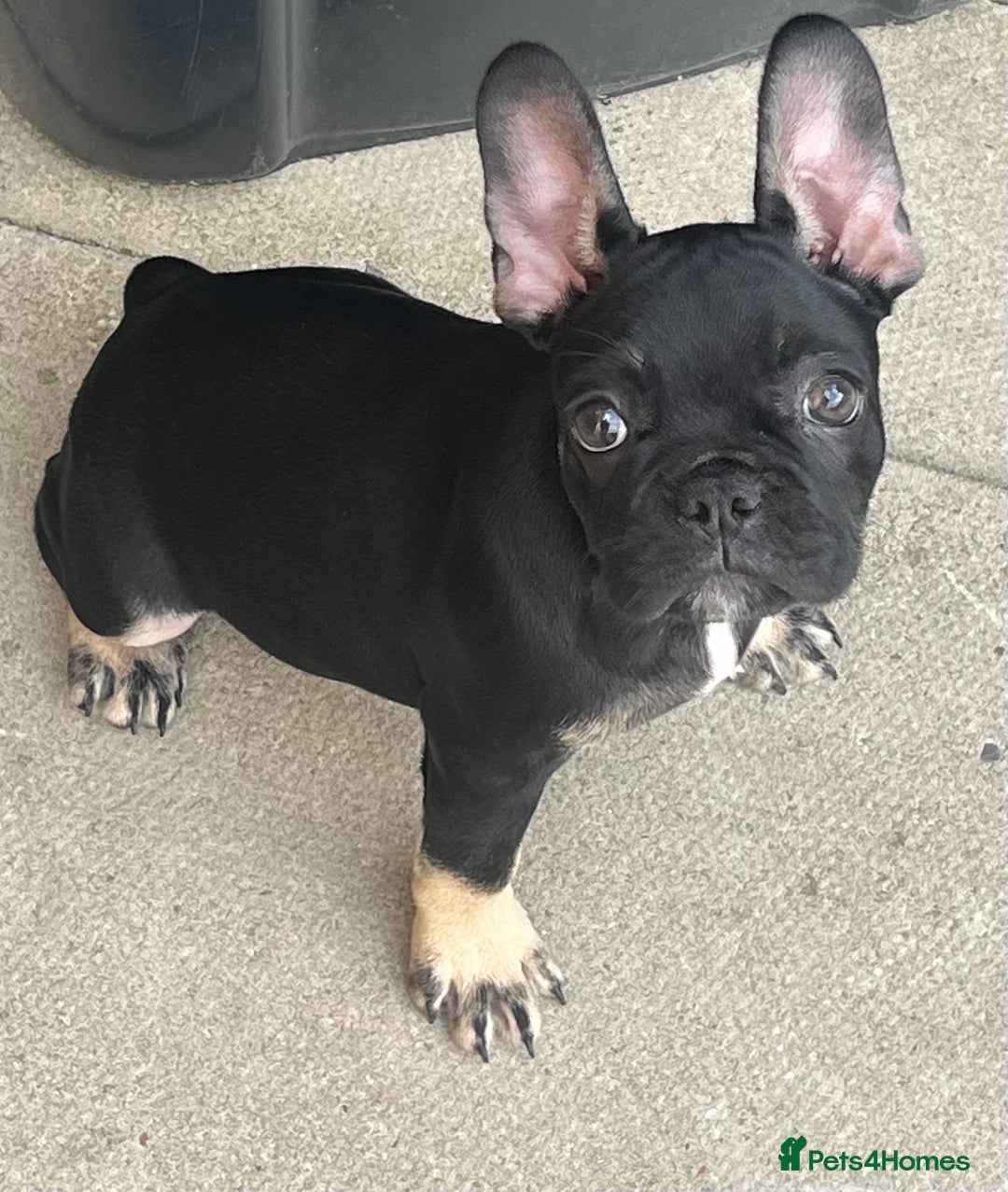 French Bulldog dogs for sale: Beautiful tiny girl Frenchie  - Image 6