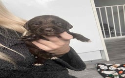 Cocker Spaniel dogs for sale: Cocker spaniel puppies 5 boys available  - Image 12