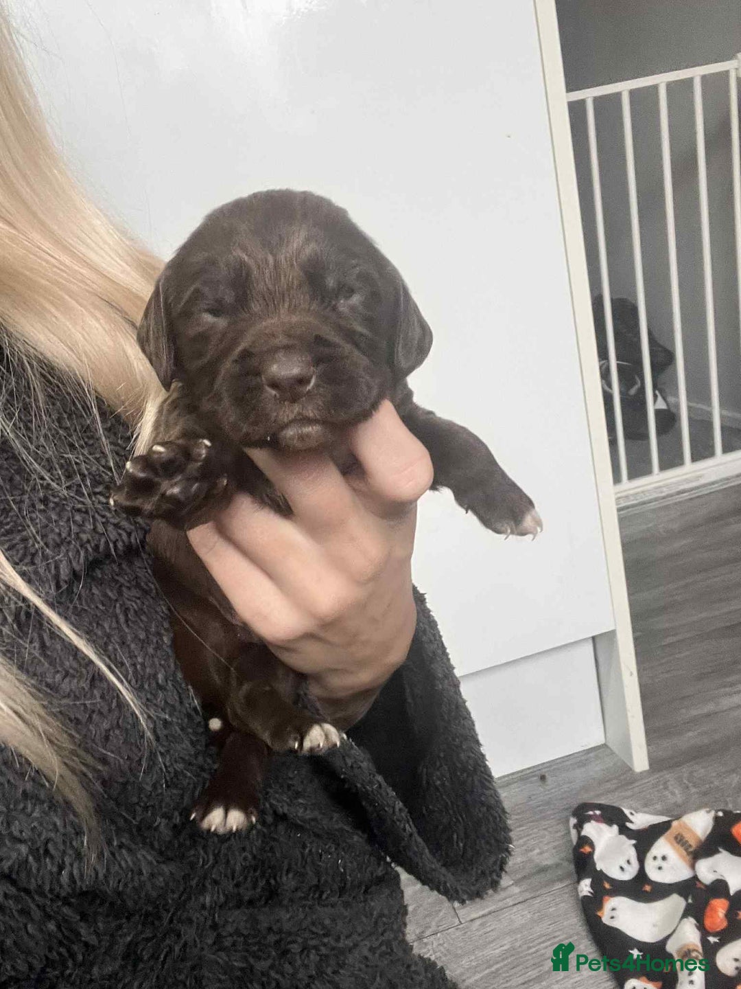 Cocker Spaniel dogs for sale: Cocker spaniel puppies 5 boys available  - Image 12