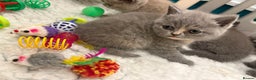 British Shorthair cats for sale: BSH kittens for sale from pedigree parents - Advert 33