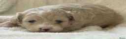 Maltipoo dogs for sale: Stunning Maltipoo’s - Advert 5