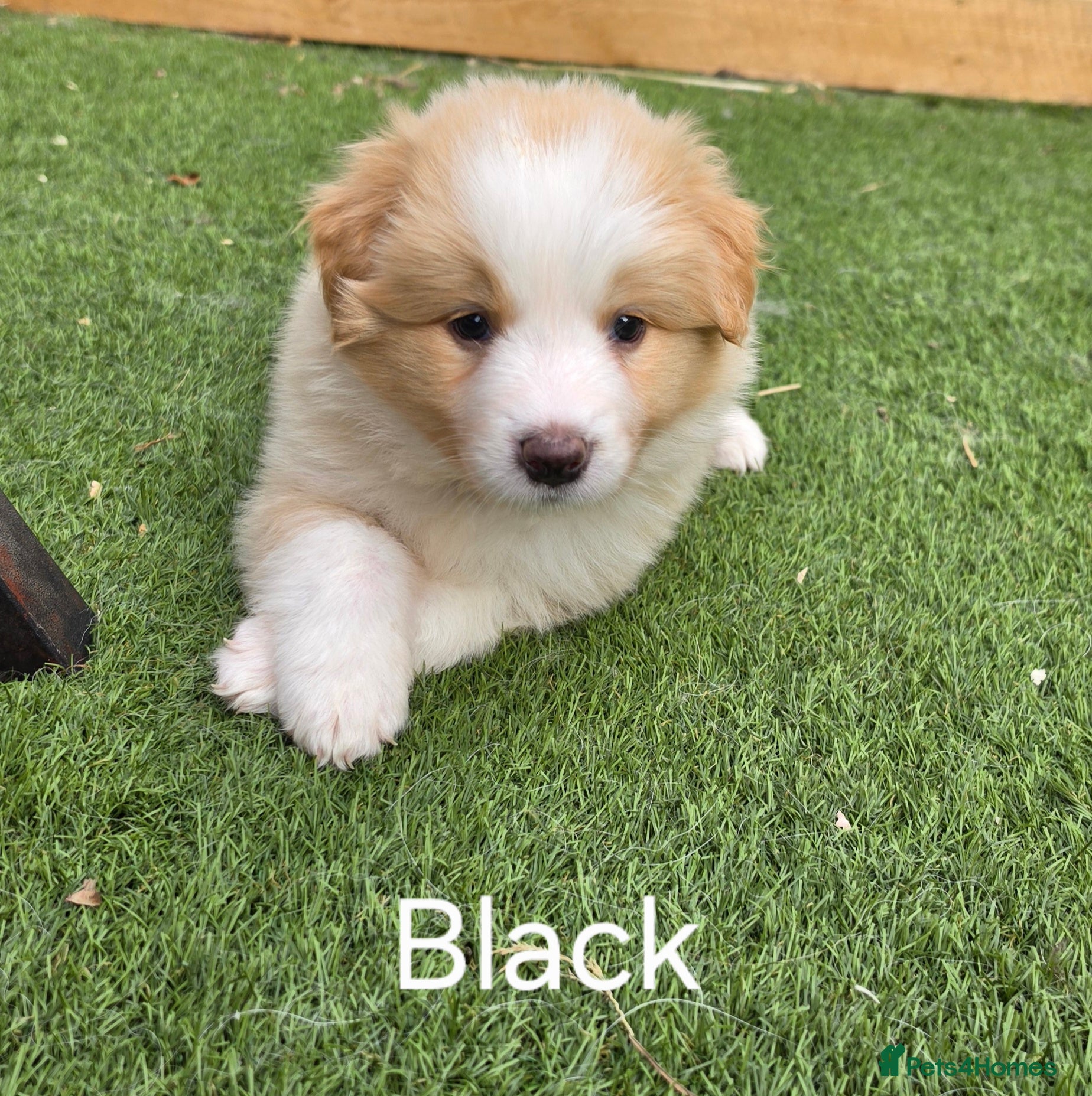 Border Collie dogs Beautiful EE-Red/Golden Long Haired Border Collies - Advert 2