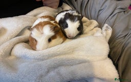 Guinea Pig rodents for sale: 2 male guinea  - Image 6