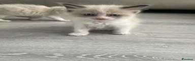 Ragdoll 5