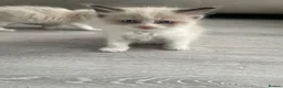 Ragdoll cats for sale: Beautiful Ragdoll Kittens - Advert 7