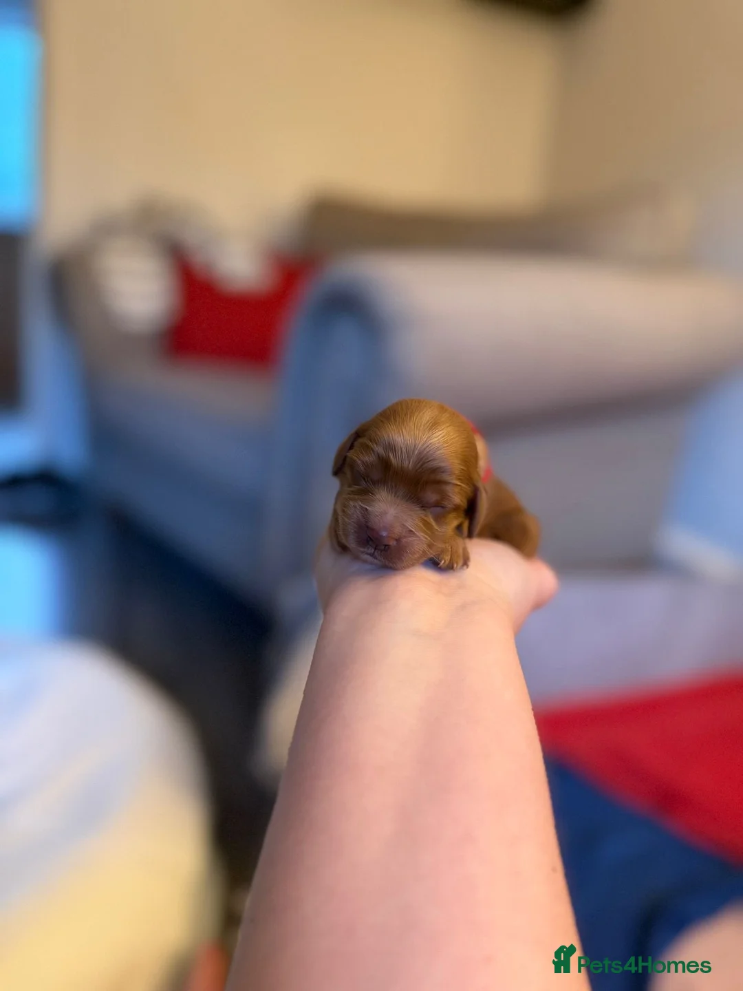 Mixed Breed dogs for sale: Beautiful cocker spaniel & Cavapoo puppies  in Bingley - Advert 20