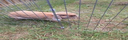 Mini Lop rabbits for sale: Female year old  - Advert 3