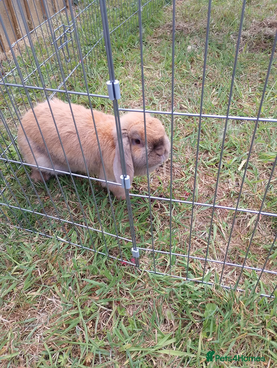 Mini Lop rabbits for sale: Female year old  - Advert 3