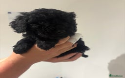 Cockapoo dogs for sale: Black cockapoo puppies  - Image 8