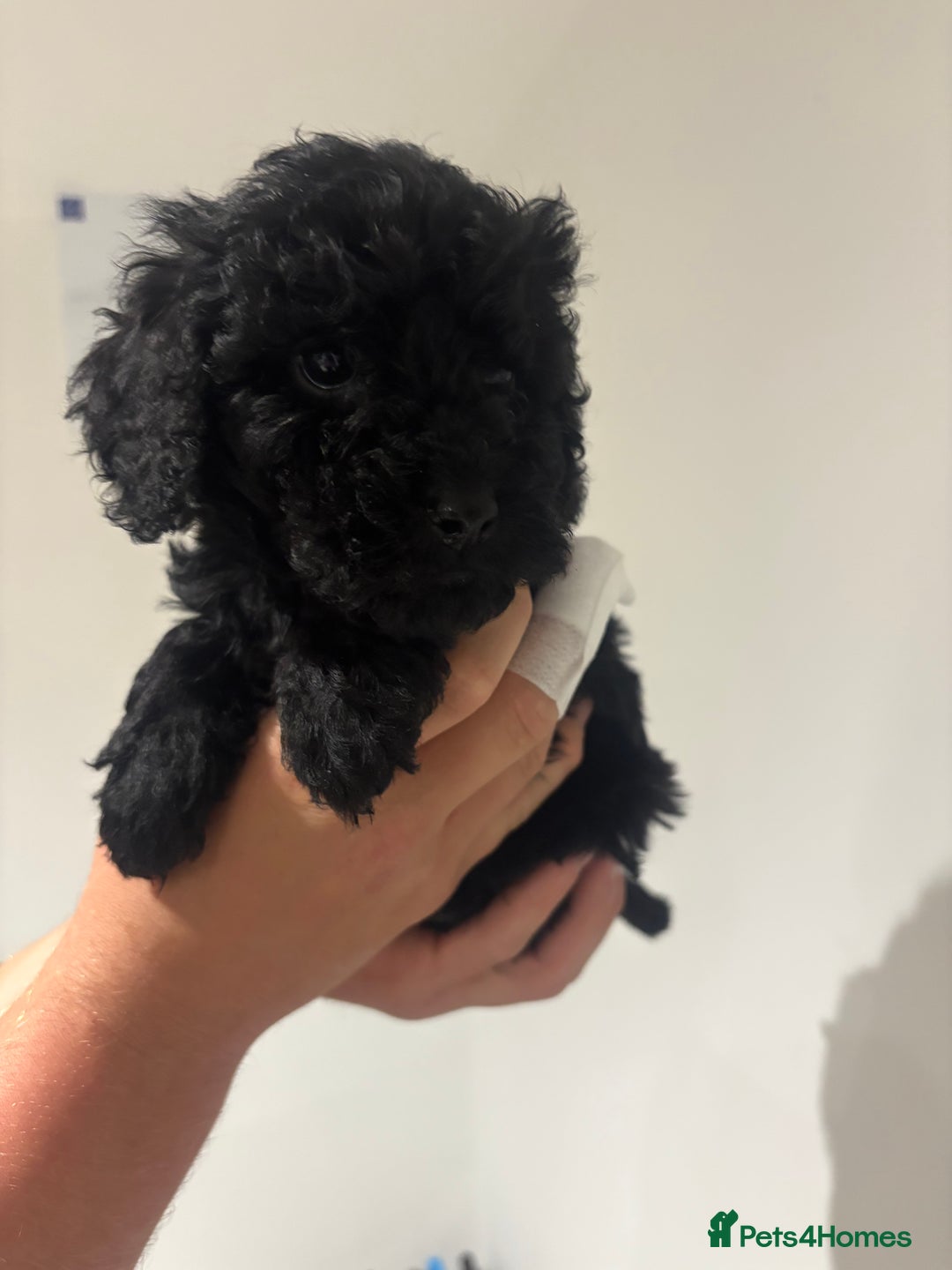 Cockapoo dogs for sale: Black cockapoo puppies  - Image 8