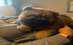 Chow Chow dogs for sale: Amazing chow chow puppies READY NOW  1 left  - Image 18