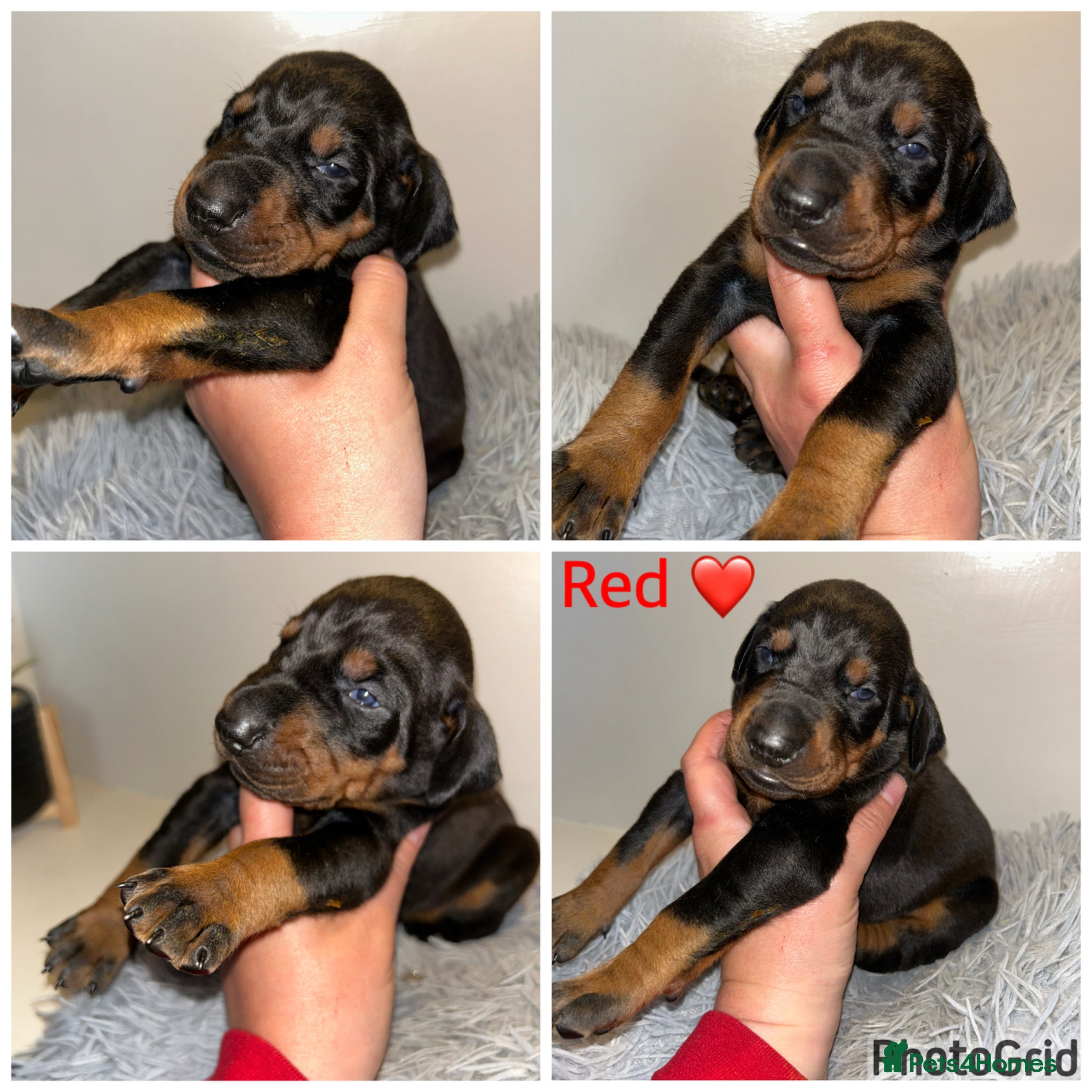 Dobermann dogs 2week old 5 Dobermann puppies LEFT  - Advert 7