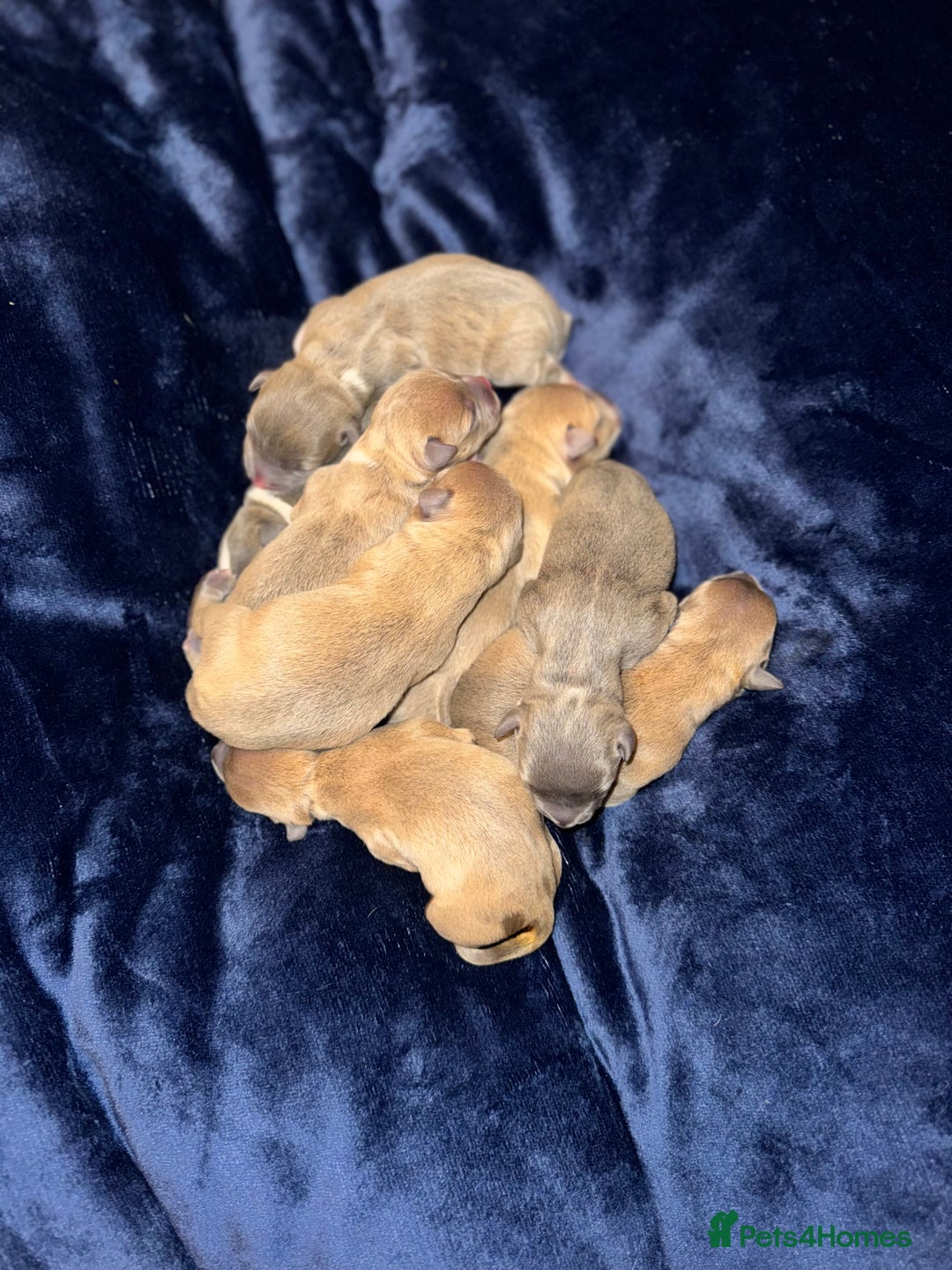 Staffordshire Bull Terrier dogs for sale: Staffordshire Bull Terrier Puppies - Image 7