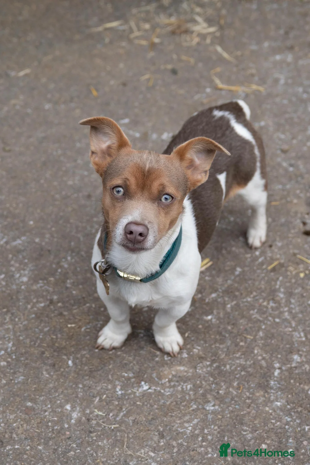Jack Russell dogs for sale: Lilac/Tan Jack Russell puppy available now! 💜🐶  in Pulborough - Advert 2