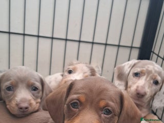 Miniature Dachshund dogs Stunning Miniature dachshund puppies - Advert 7