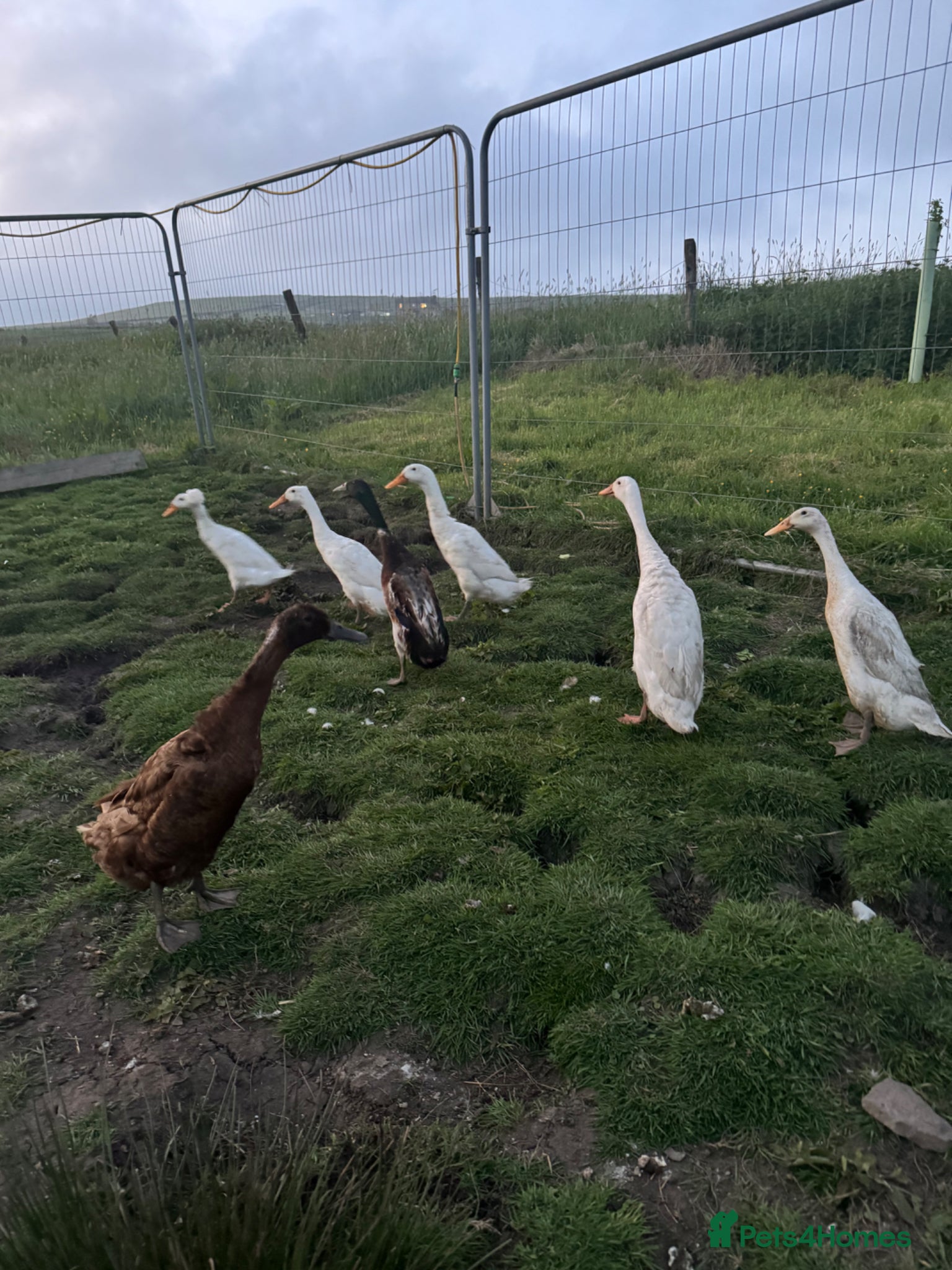 Chickens poultry Hatching Indian Runner Duck Eggs - Advert 2