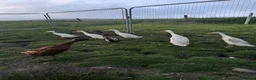 Chickens poultry for sale: Hatching Indian Runner Duck Eggs - Advert 2