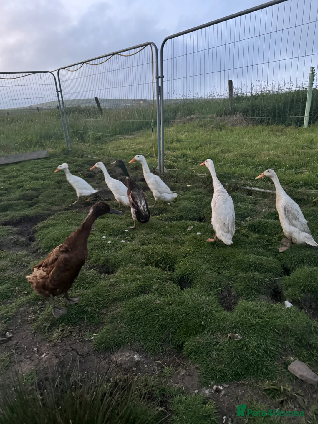Chickens poultry for sale: Hatching Indian Runner Duck Eggs - Advert 2
