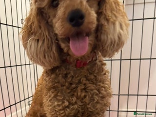 Cavapoo dogs F1 Cavapoos females - Advert 2