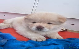 Chow Chow dogs for sale: Last 2 Beautiful chow chow puppies - Image 27