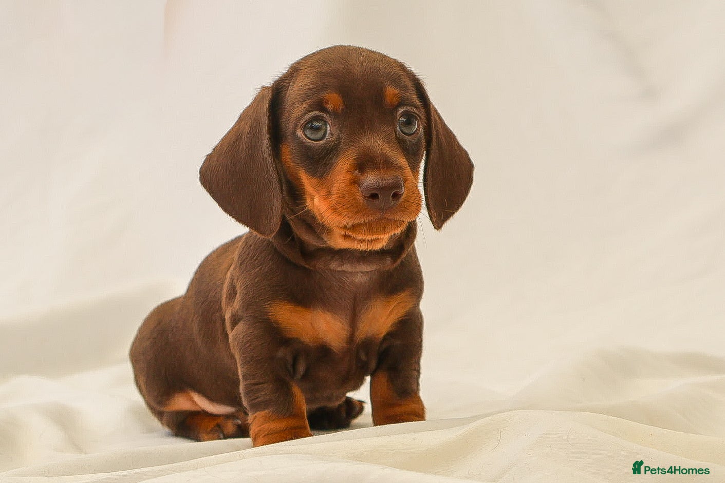 Miniature Dachshund dogs KC HEALTH TESTED MINIATURE DACHSHUNDS- LICENSED  - Advert 2
